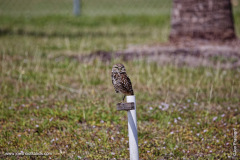 Burrowing Owl