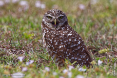 Burrowing Owl