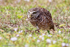 Burrowing Owl