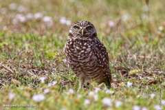 Burrowing Owl