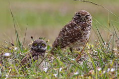 Juvenile briefly ventures out