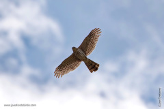 Predator soaring overhead
