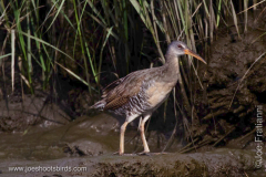 Clapper Rail