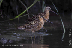 Short Billed Dowitcher