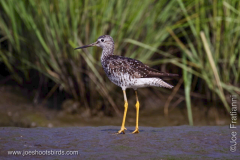 Greater Yellowlegs