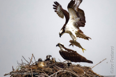 Osprey Family