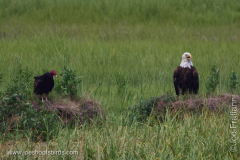 Turkey Vulture and Bald Eagle 