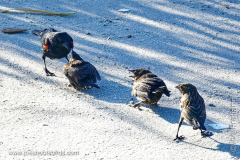 Red Wing Blackbird Family