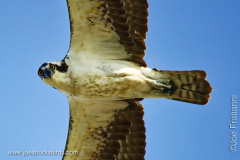 Osprey