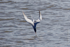 Tern