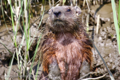Mystery Creature