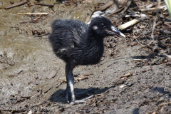 Clapper Rail Chick