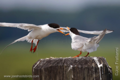 Tern