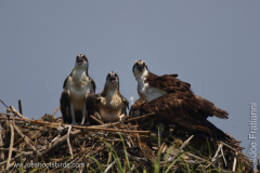 Osprey Family