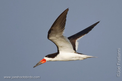 Black Skimmer