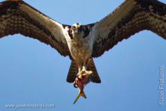 Osprey