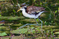 Northern Jacana