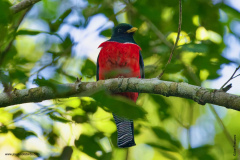 Collared Trogon
