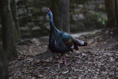 Ocellated Turkey