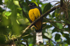 Black-headed Trogon