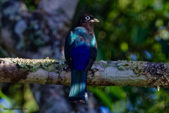 Black-headed Trogon