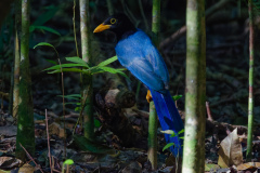 Yucatan Jay