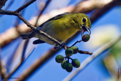Yellow-throated Vireo