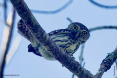 Ferruginous Pygmy Owl