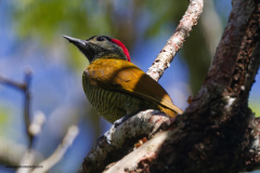 Golden-olive Woodpecker