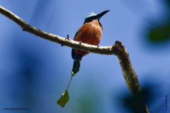 Motmot