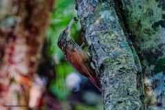 Ivory-billed Woodcreeper