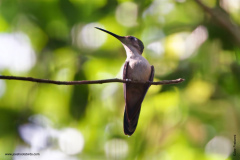 Wedge-tailed Sabrewing