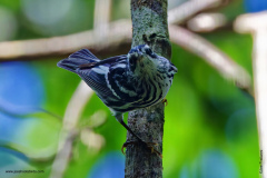 Black-and-white Warbler