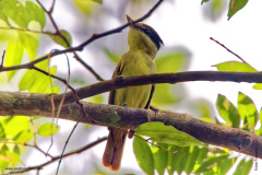Gray-collared Becard