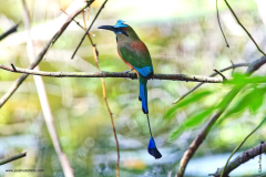 Motmot