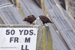Bald Eagles