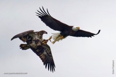 Bald Eagles