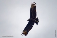 Black Vulture