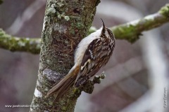 Brown Creeper