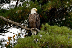 Bald Eagle
