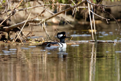 Merganser