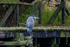 Great Blue Heron