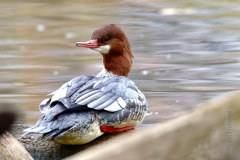 Common Merganser