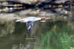 Common Merganser