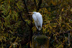 Great Egret