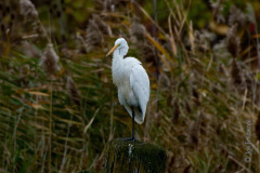 Great Egret