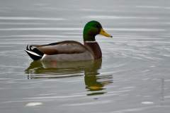 Mallard