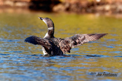 Loon