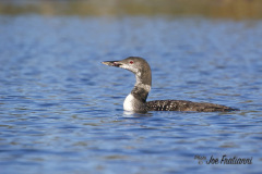 Loon