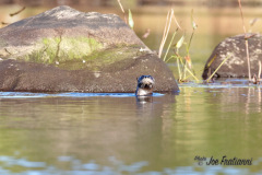 River Otter
